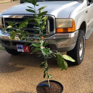 Orange Tree plant in Collierville, Tennessee