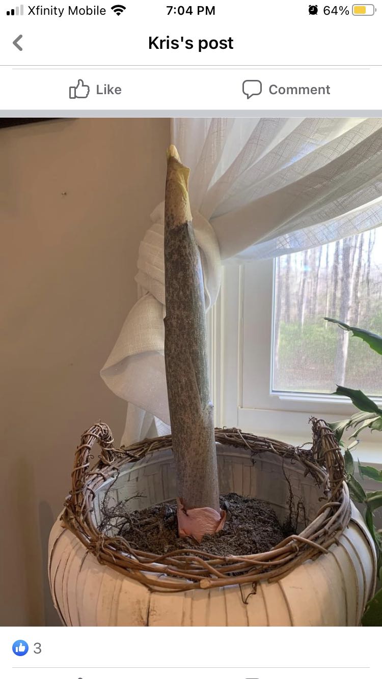 Photo from the post