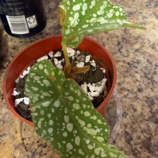 Angel Wing Begonia plant in Collierville, Tennessee