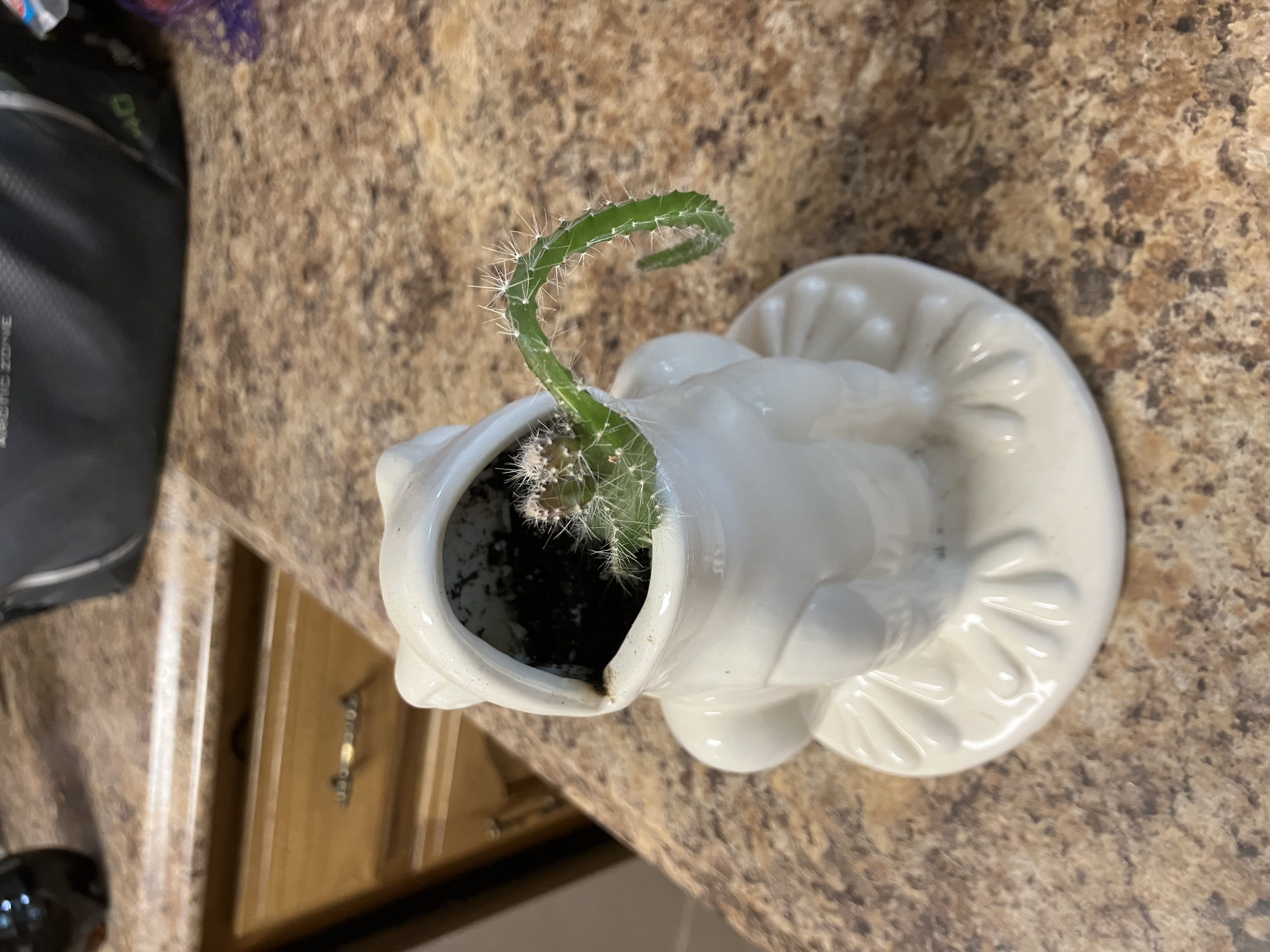 How to Care for Dog Tail Cactus: Mastering Water, Sunlight & More