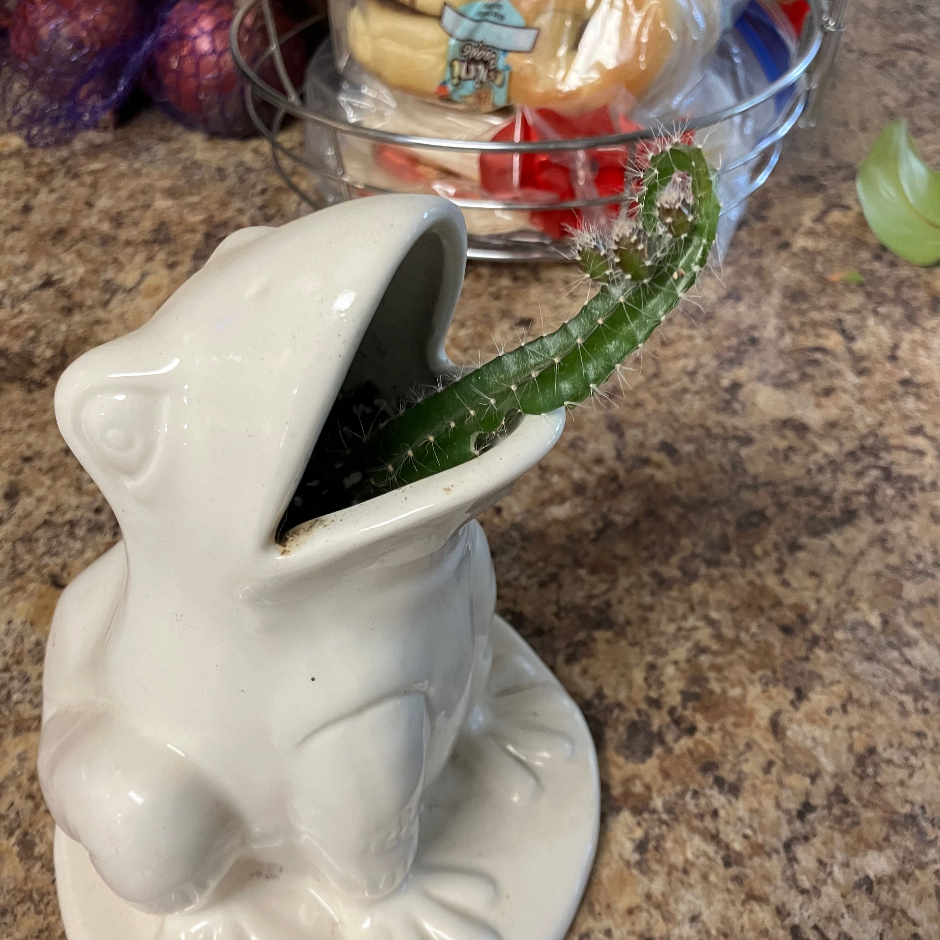 Dog Tail Cactus in a frog-shaped ceramic pot on a kitchen counter.