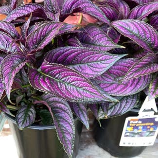 Persian Shield plant in Collierville, Tennessee