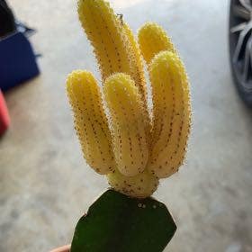 Peanut Cactus plant in Collierville, Tennessee