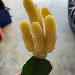 Peanut Cactus plant