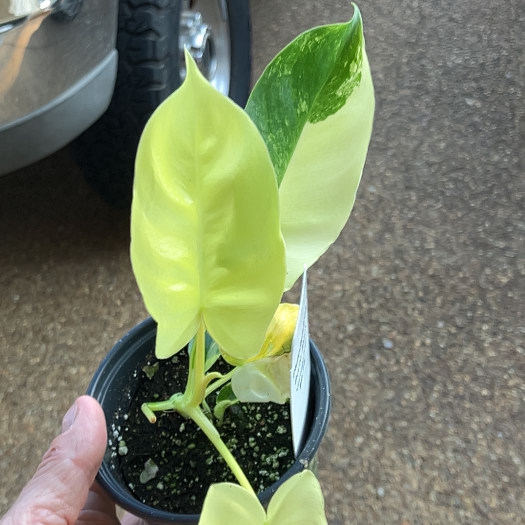 Potted Burle Marx Variegata plant with variegated green and yellow leaves.