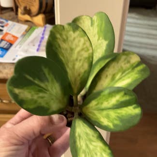 Variegated Heart Leaf Hoya plant in Collierville, Tennessee