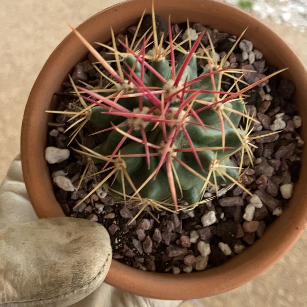 The Glory of Texas cactus in a terracotta pot with rocky soil and prominent red and yellow spines.