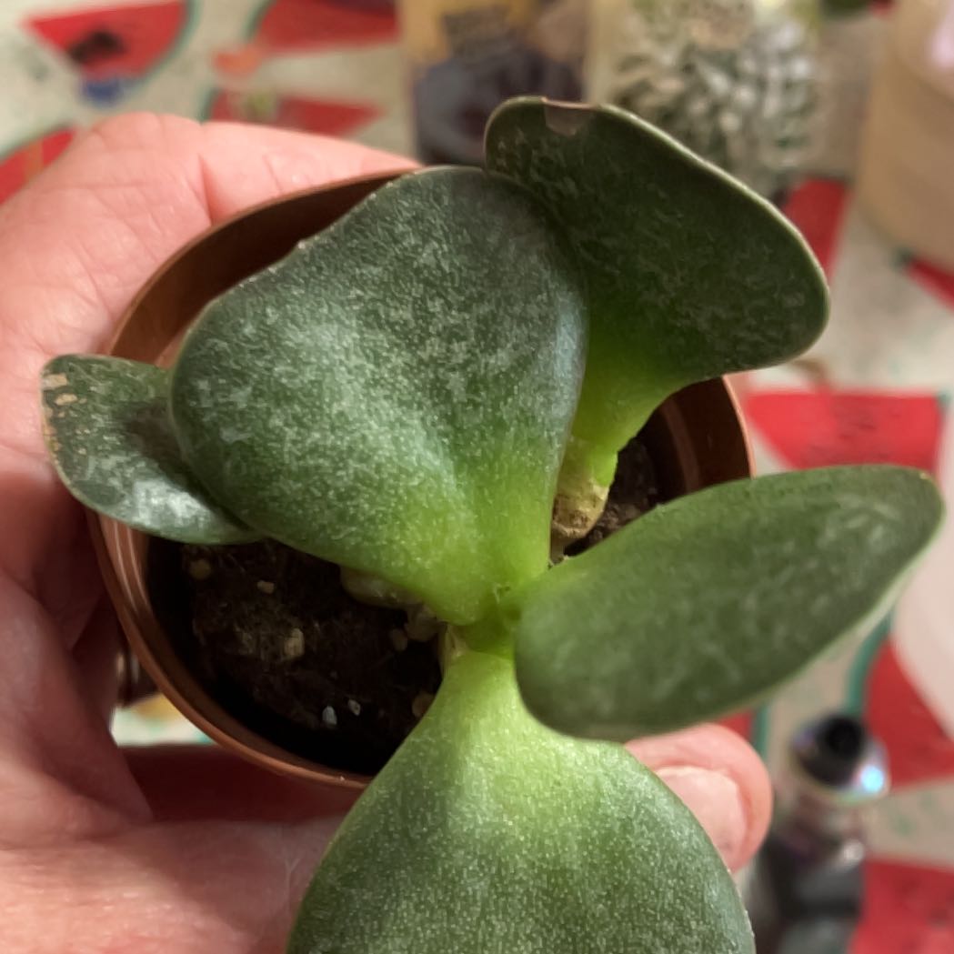A healthy Calico Hearts plant with thick, fleshy leaves held by a hand.