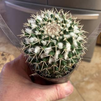Silver Arrows Cactus plant in Collierville, Tennessee