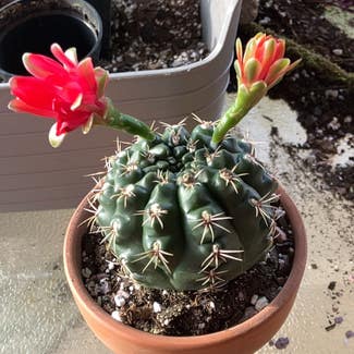 Dwarf Chin Cactus plant in Collierville, Tennessee