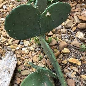Few-Spined Marble-Seeded Prickly Pear plant in Collierville, Tennessee