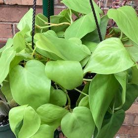 Philodendron Lemon Lime plant in Collierville, Tennessee