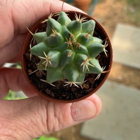 Photo of the plant species Beehive Cactus by @Boymom-plantmom named Gobi on Greg, the plant care app