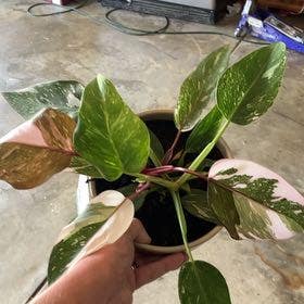 Pink Princess Philodendron plant in Collierville, Tennessee
