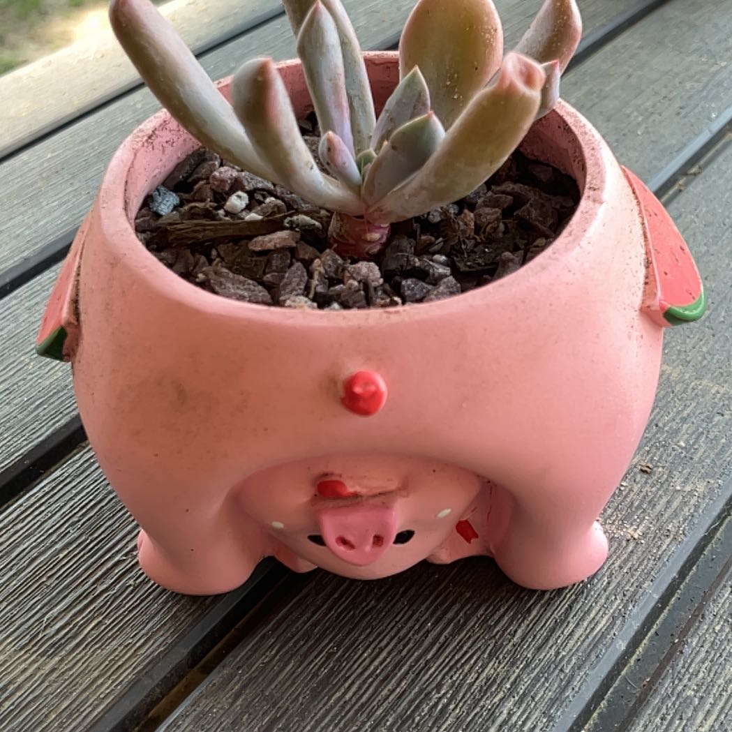 Photo of the plant species Graptoveria 'Topsy Debbi' by @Boymom-plantmom named Rosa on Greg, the plant care app