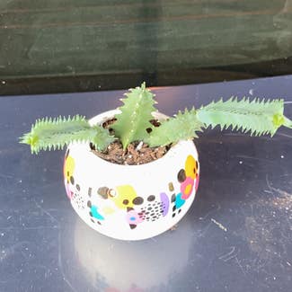 Lifesaver Cactus plant in Collierville, Tennessee