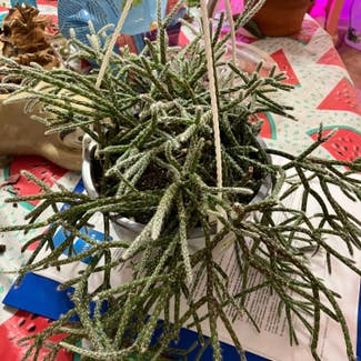 Hairy Stemmed Rhipsalis plant in Collierville, Tennessee