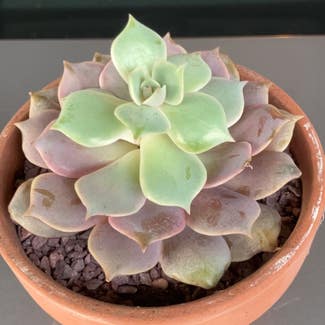 Echeveria Pink Lola plant in Collierville, Tennessee