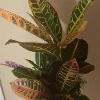 Croton 'Petra' plant in Collierville, Tennessee