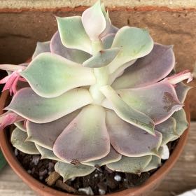 Photo of the plant species Echeveria Pink Lola by @Boymom-plantmom named Achilles on Greg, the plant care app