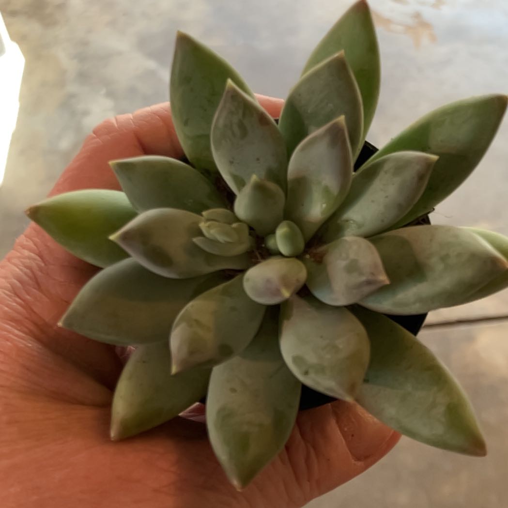 A healthy Pachyphytum hookeri succulent held by a hand, showing thick, fleshy leaves.