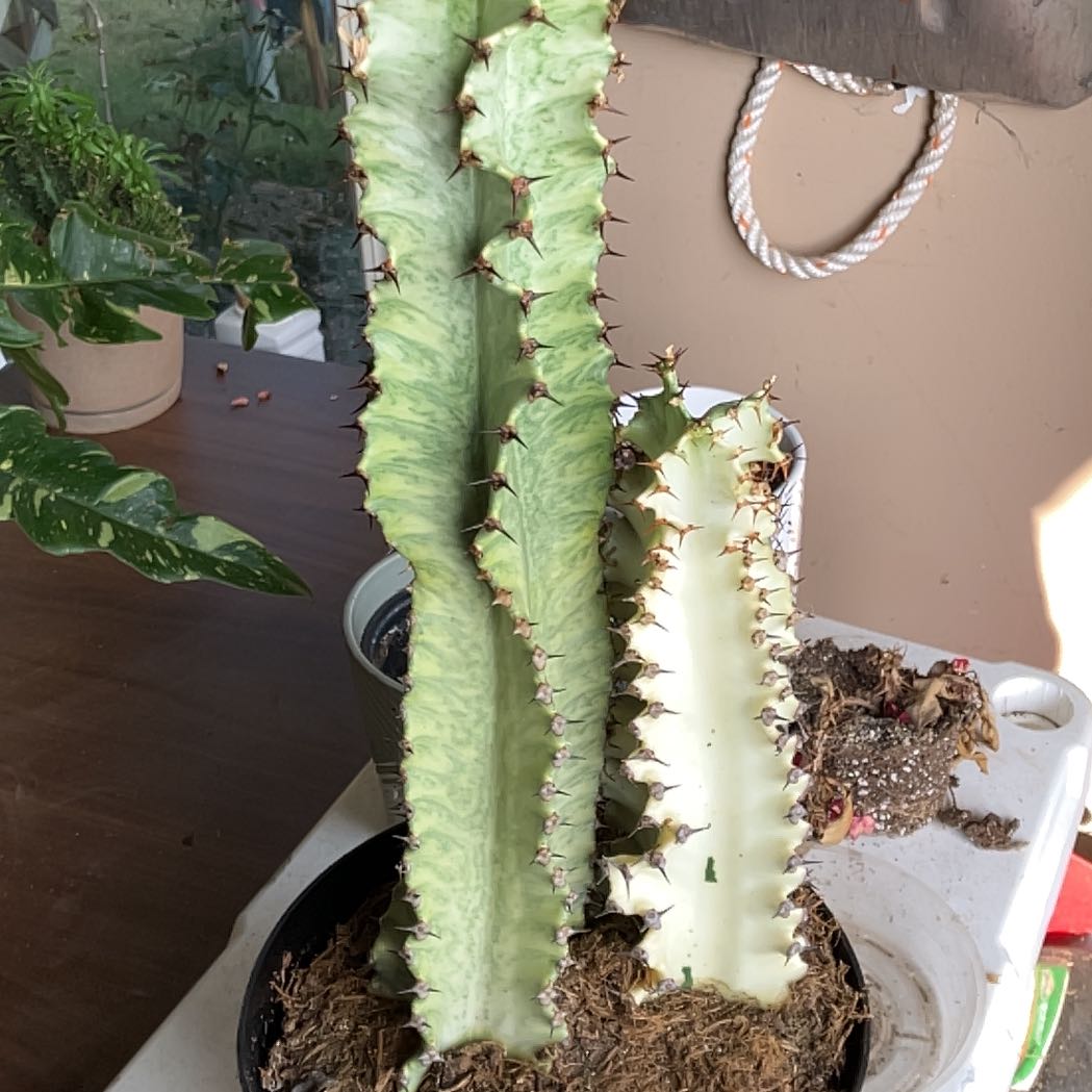 Photo of the plant species African Golden Candelabra by @Boymom-plantmom named Terra on Greg, the plant care app