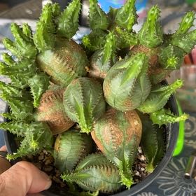 Photo of the plant species Baseball Plant by @Boymom-plantmom named Doja Cat on Greg, the plant care app