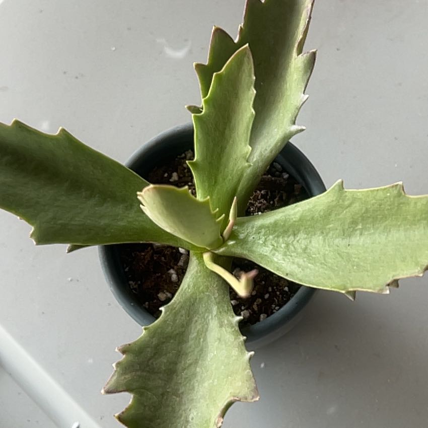 Photo of the plant species Walking Kalanchoe by @Boymom-plantmom named Elle on Greg, the plant care app