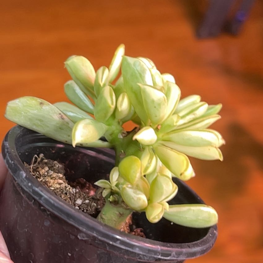 Photo of the plant species Taco Plant by @Boymom-plantmom named Dax on Greg, the plant care app