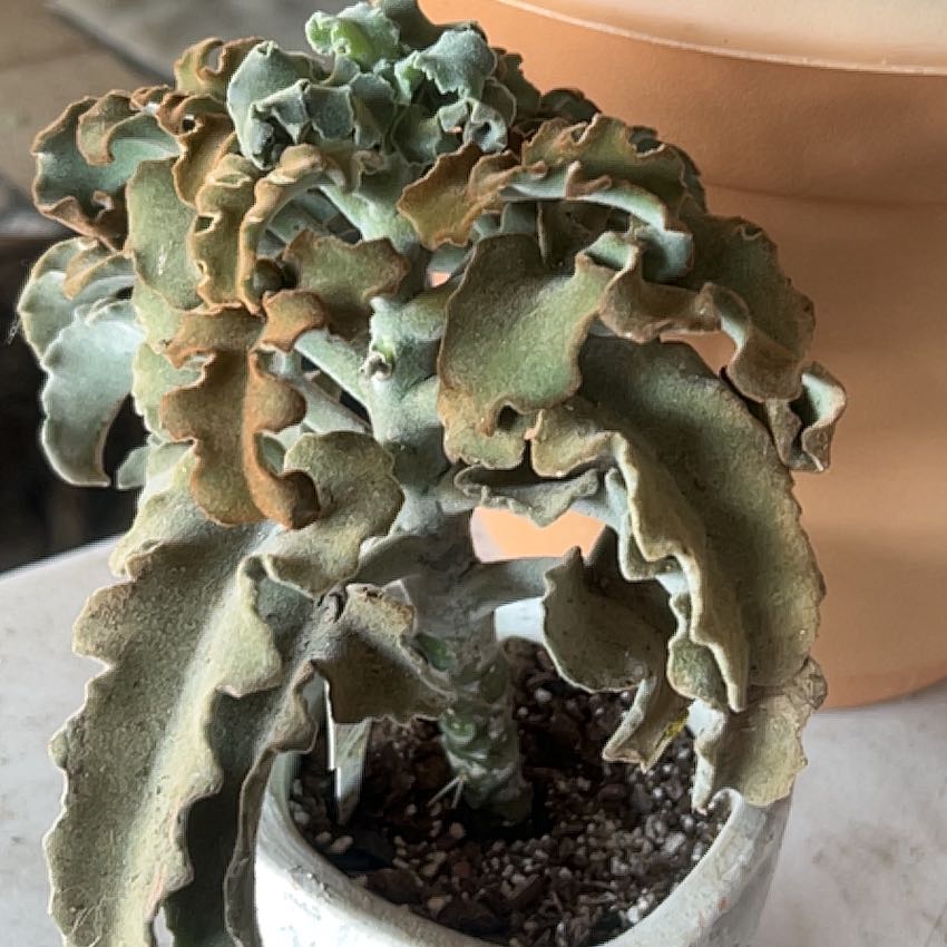 Photo of the plant species Kalanchoe Minima by @Boymom-plantmom named Darwin on Greg, the plant care app