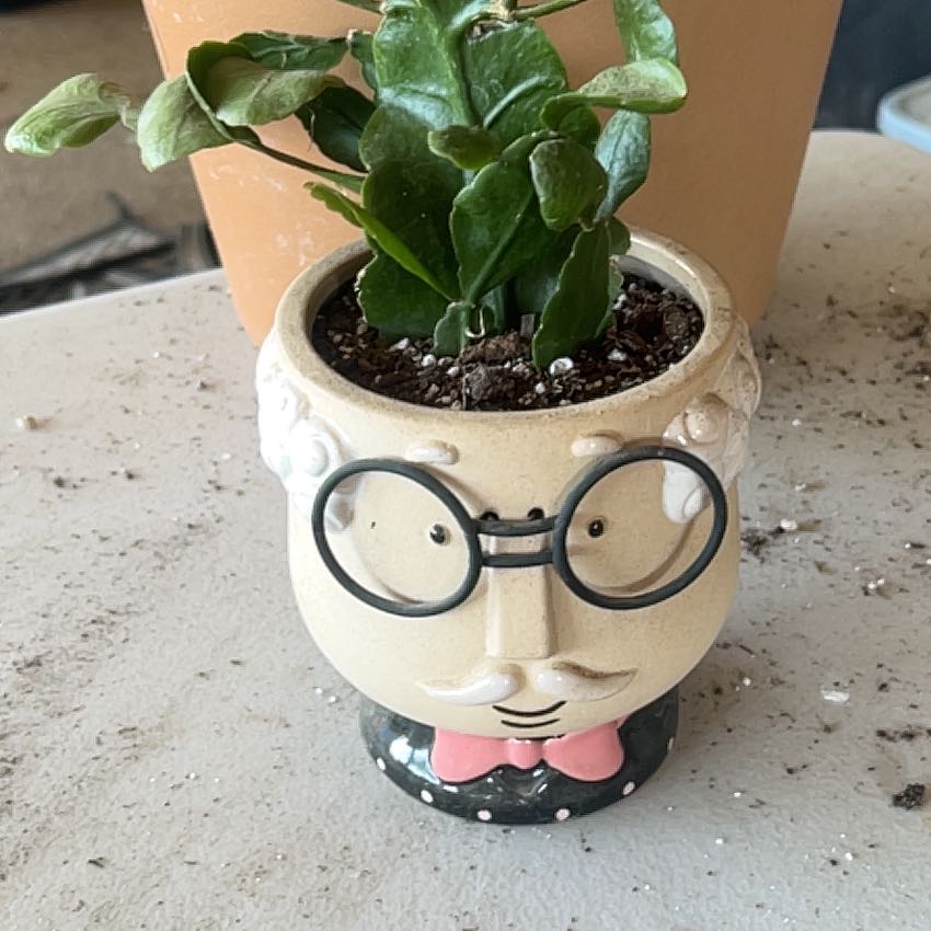 Photo of the plant species Copper Branch by @Boymom-plantmom named George on Greg, the plant care app