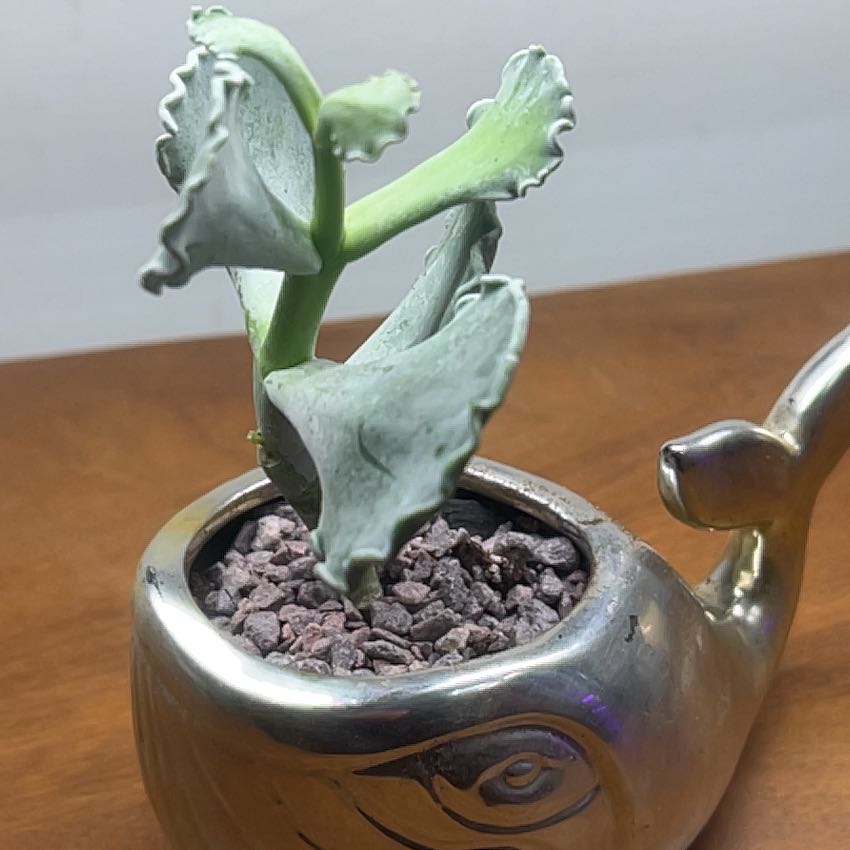 Photo of the plant species Cotyledon Silver Crown by @Boymom-plantmom named Lebron on Greg, the plant care app