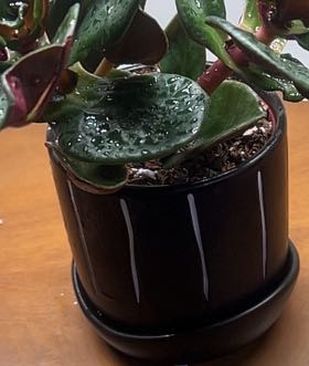 Photo of the plant species Pondo Cliff Crassula by @Boymom-plantmom named Anne on Greg, the plant care app