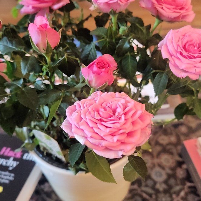 Photo of the plant species Miniature Kordana Rose by @SpotonNeslia named Rose on Greg, the plant care app