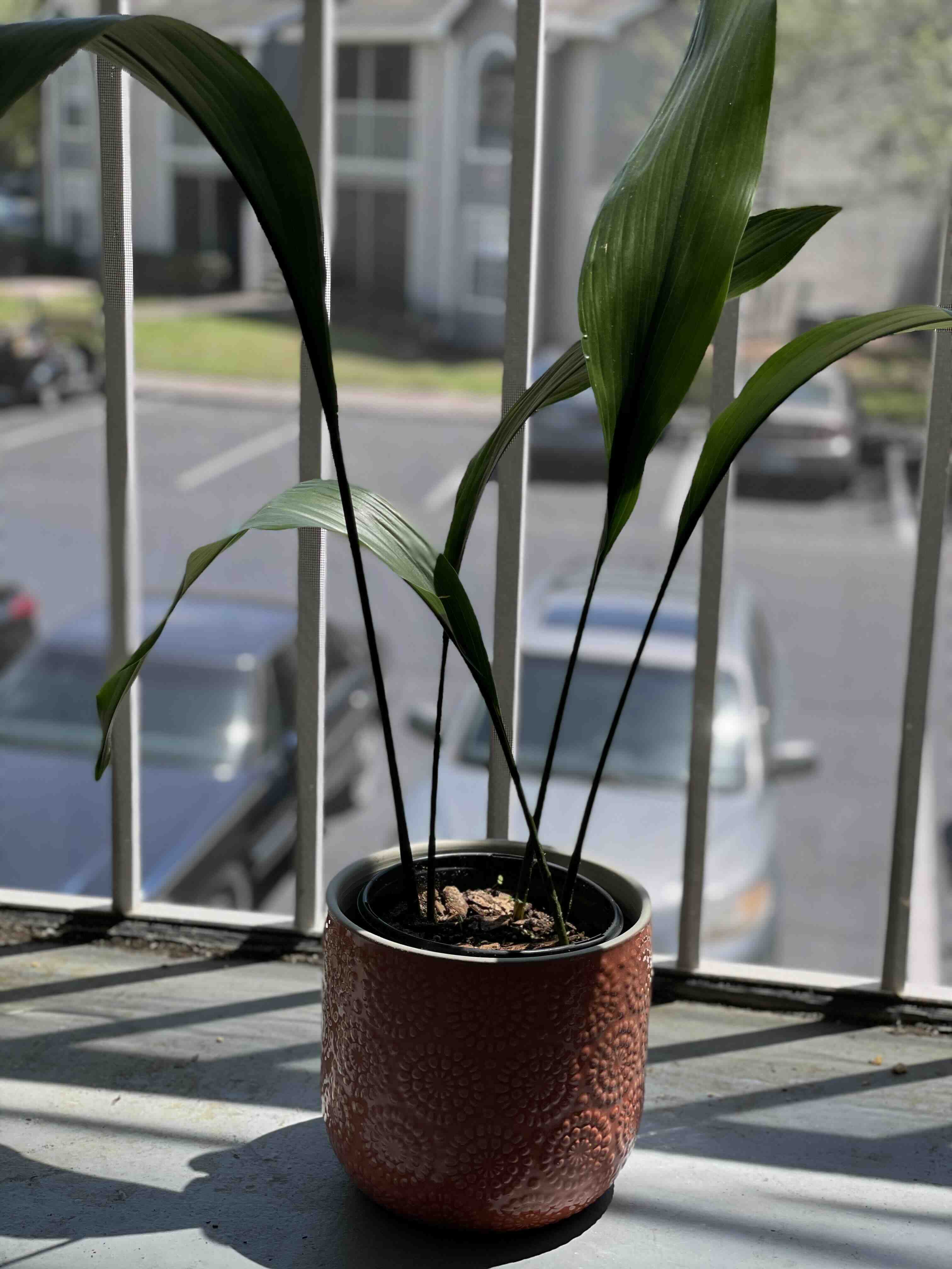 Cast Iron Plant in a pot on a windowsill with green, healthy leaves.