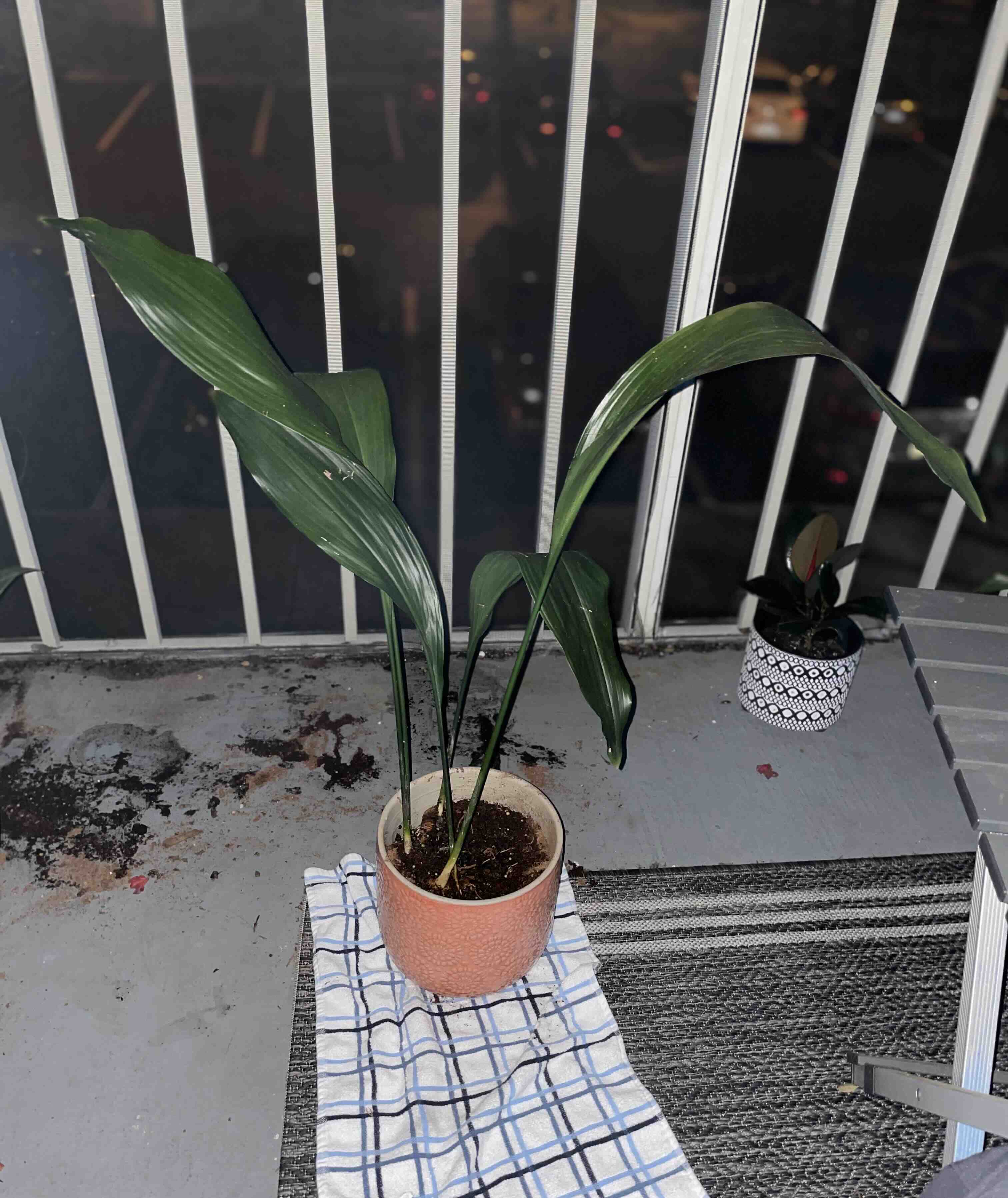 Cast Iron Plant in a pot on a balcony, with another smaller plant in the background.