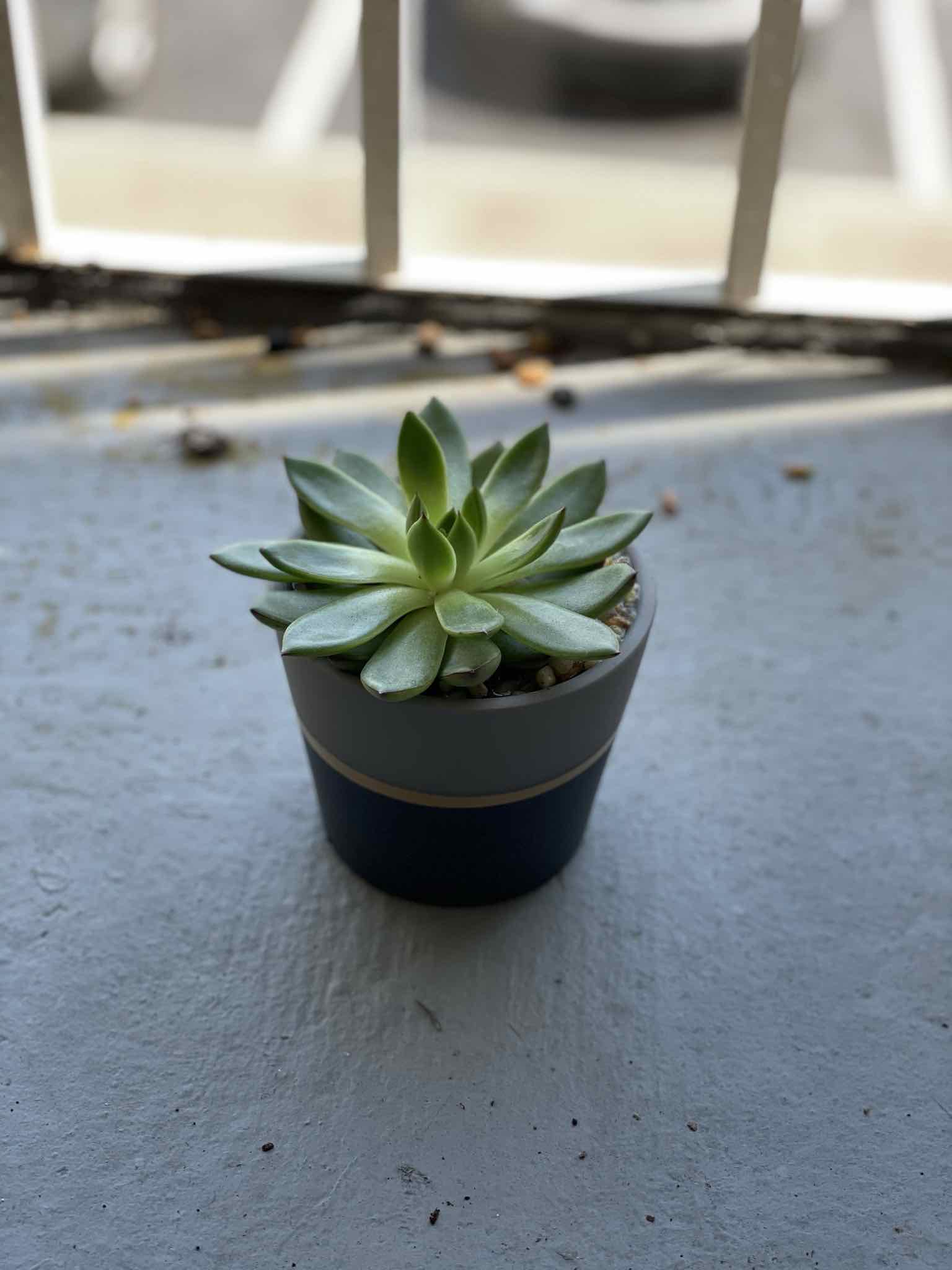 Potted Echeveria succulent near a window, healthy with no visible discoloration.