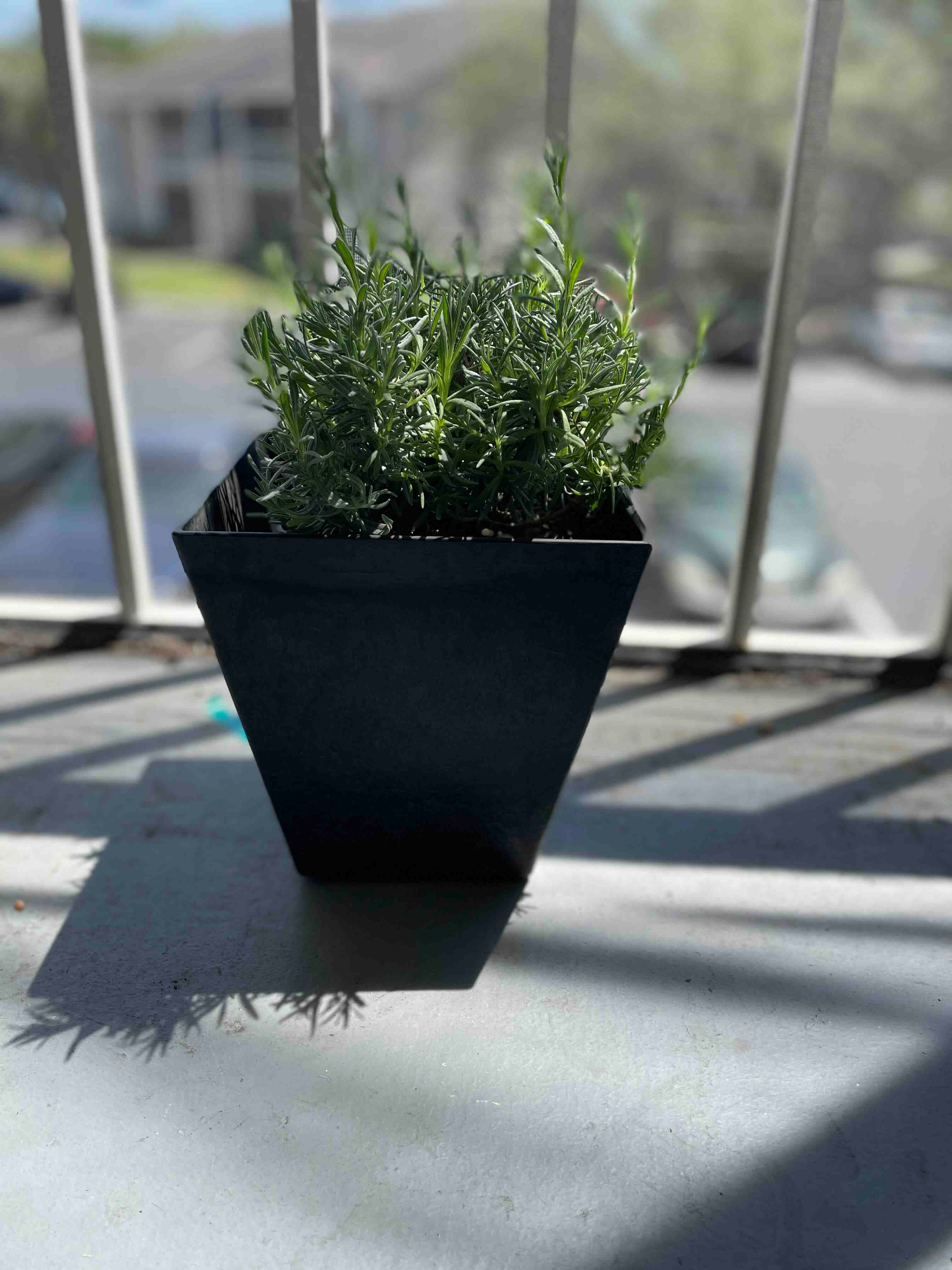 Potted English Lavender plant on a balcony with a blurred background.