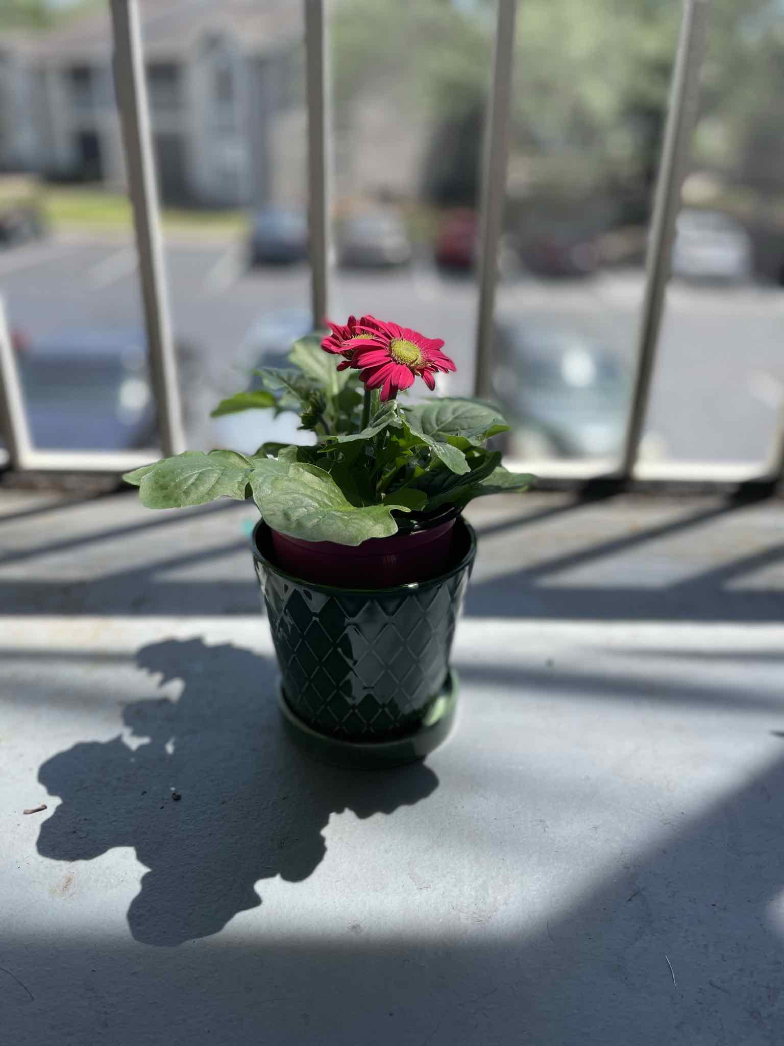 Potted Gerbera plant with a red flower, in good health, on a balcony.