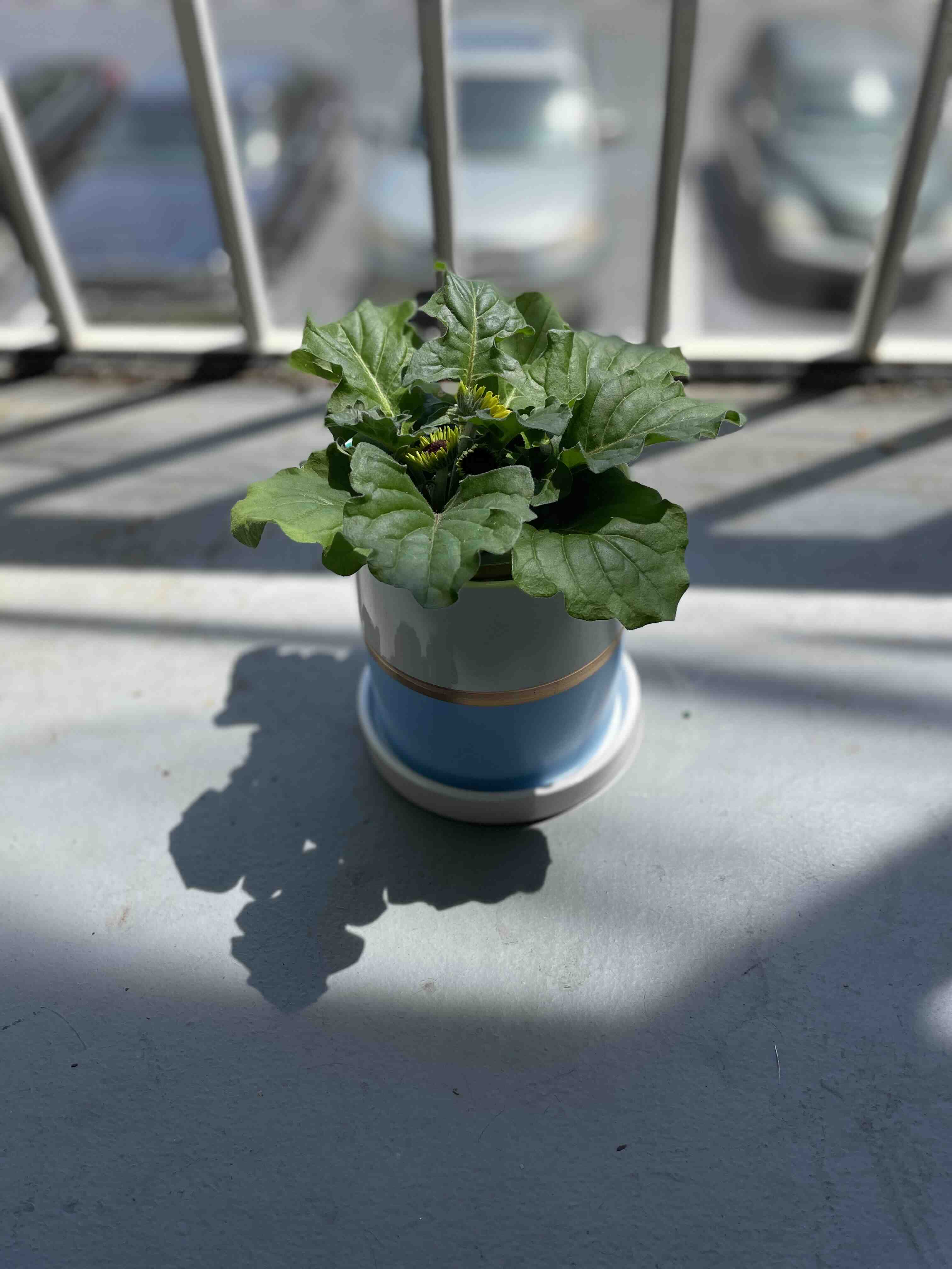 Potted Gerbera plant with healthy green leaves, placed on a surface with a shadow.