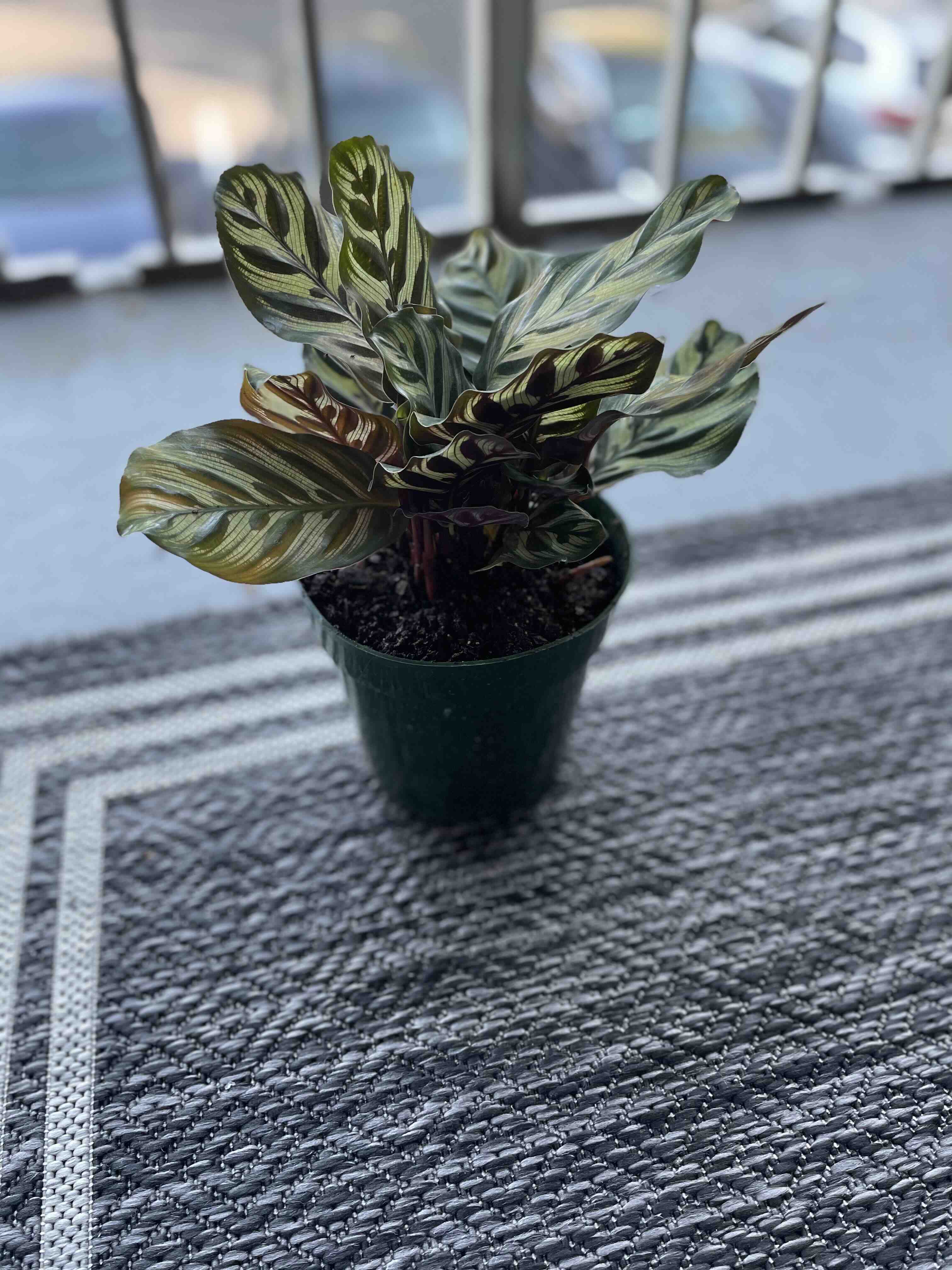 Potted Calathea plant with variegated leaves on a textured surface.