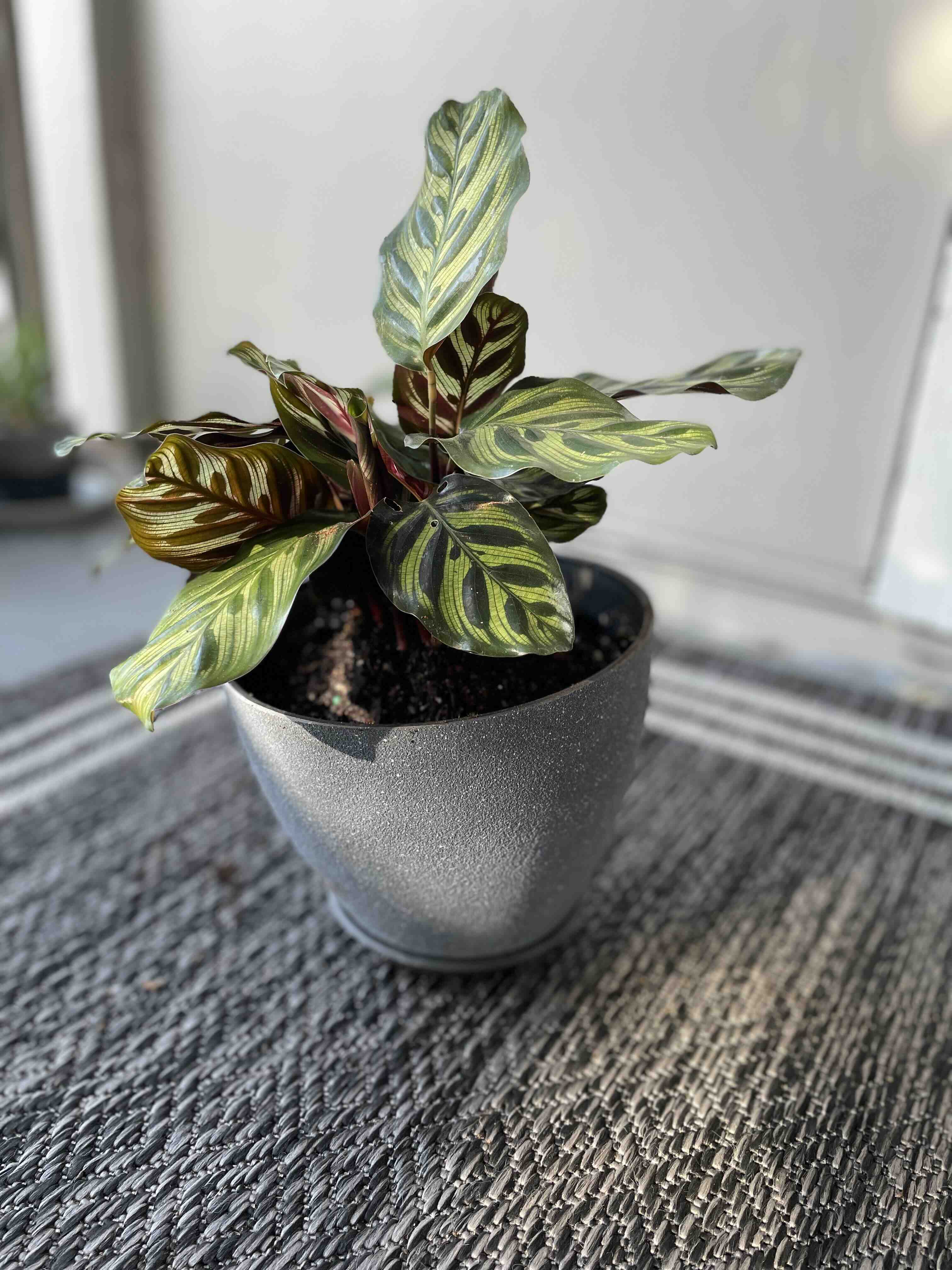 Potted Cathedral Windows plant with variegated green and yellow leaves.