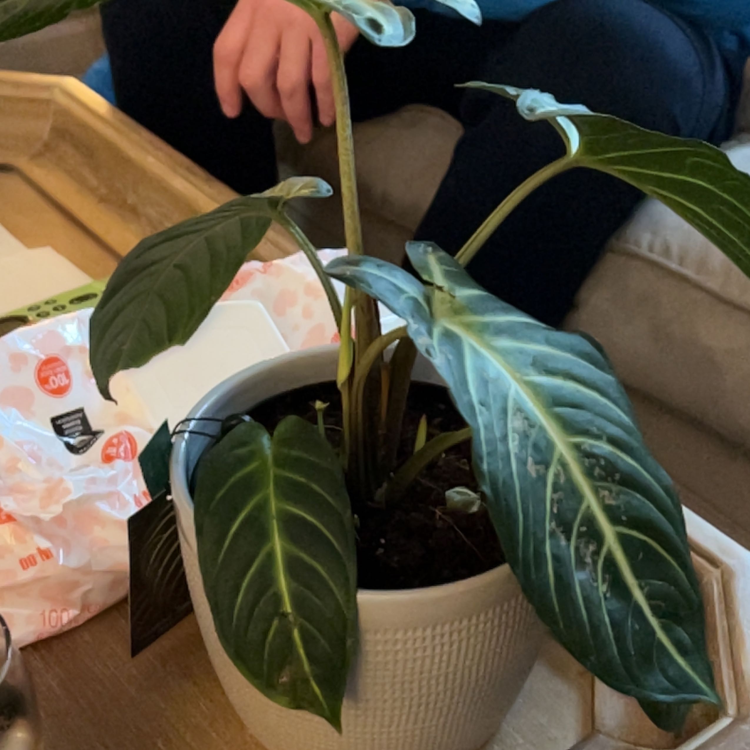Potted Xanthosoma Angel wings plant with dark green leaves indoors.
