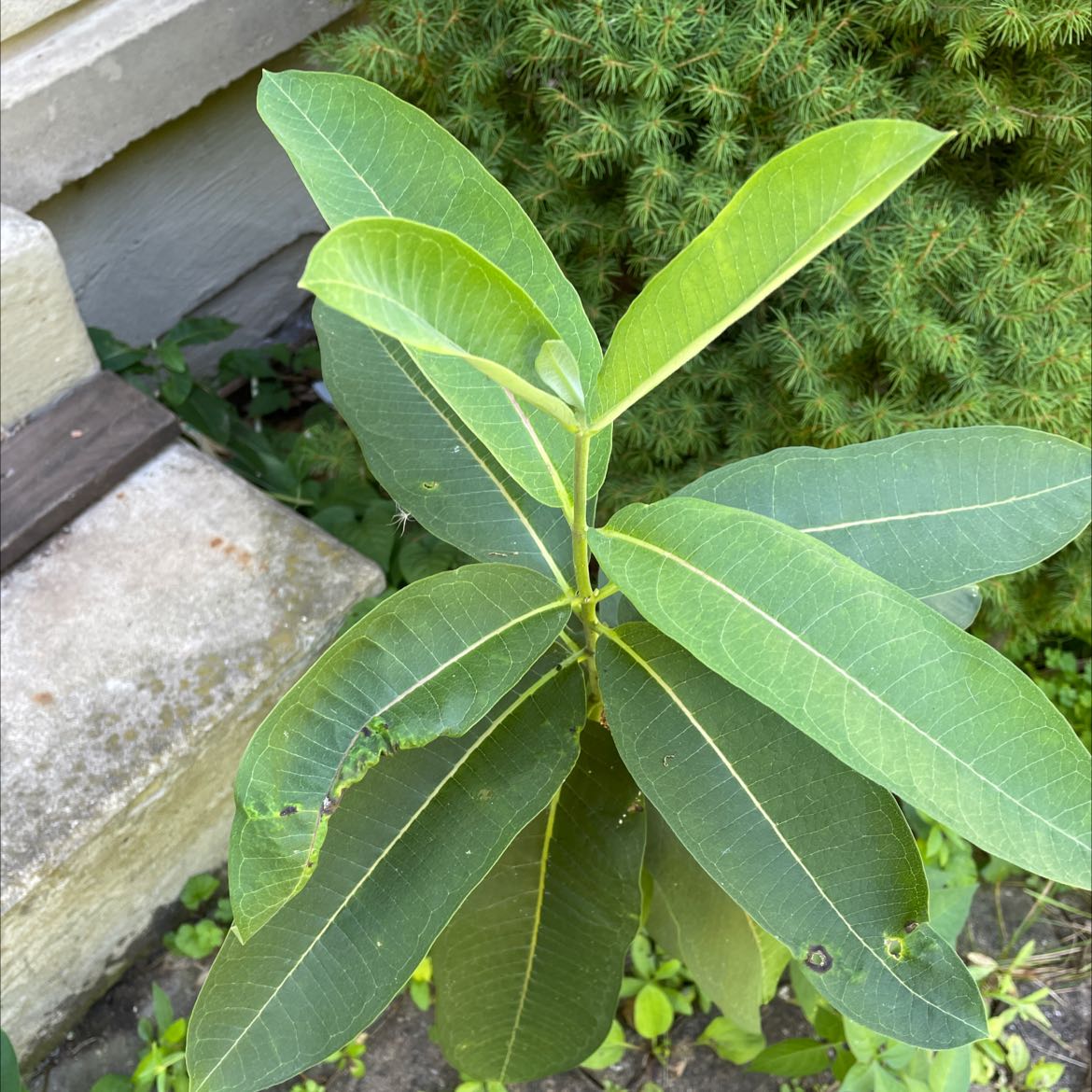 Common Milkweed plant with broad green leaves, minor leaf damage, situated outdoors.