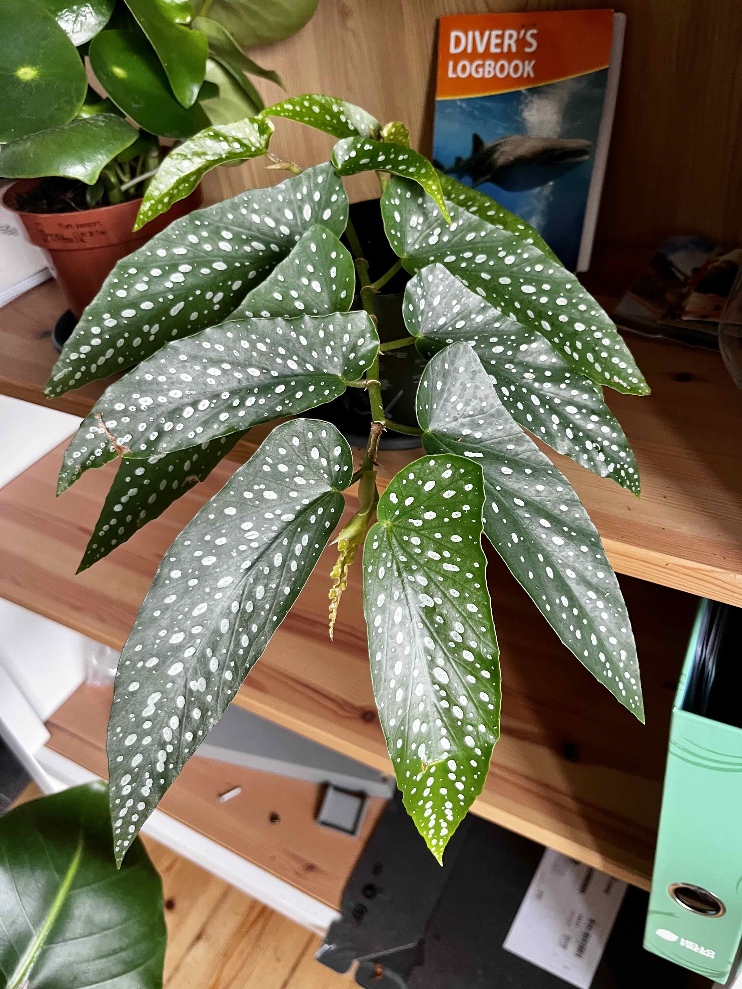 Photo of the plant species Begonia albopicta 'Rosea' by @bergmul named Your plant on Greg, the plant care app