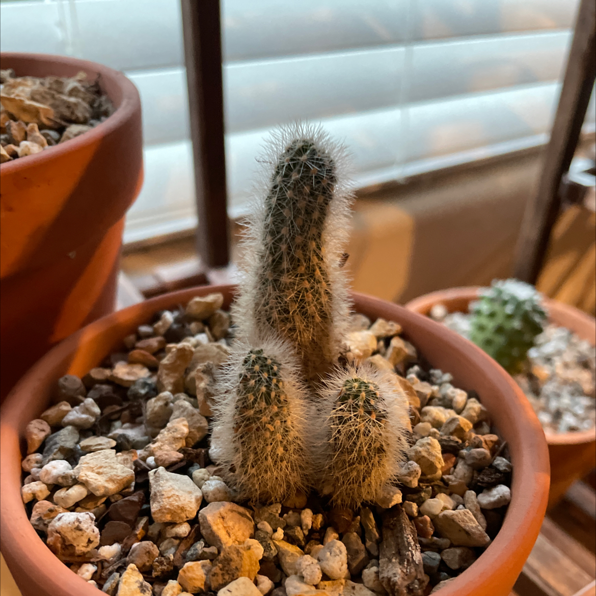 Photo of the plant species Echinocereus laui by @PoetSapote named Bodhi on Greg, the plant care app