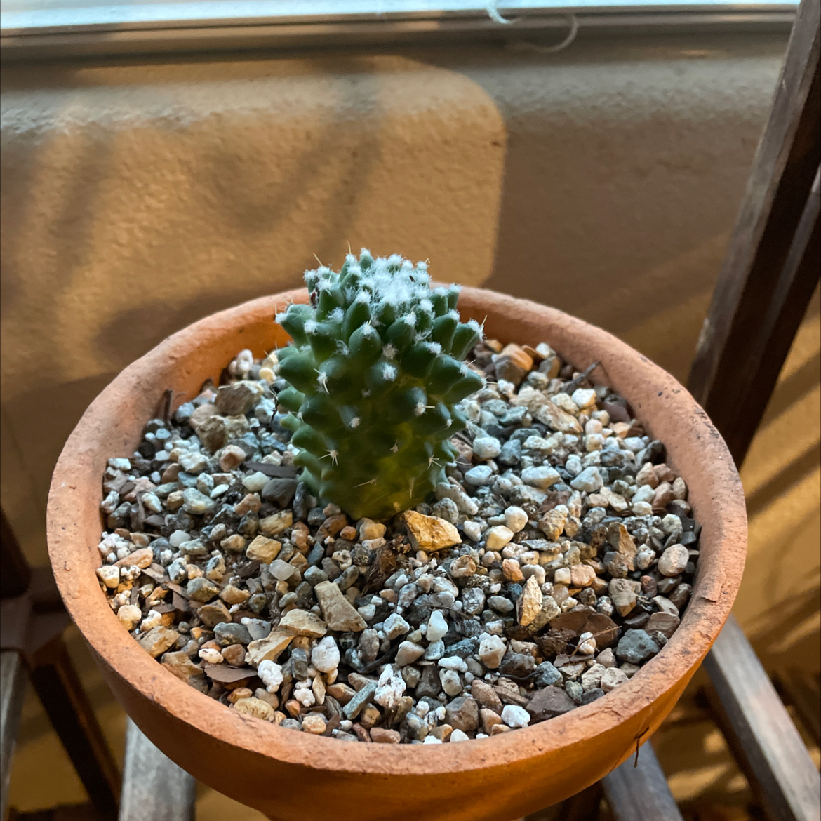 A healthy Mammillaria Polythele cactus in a terracotta pot with rocky soil.