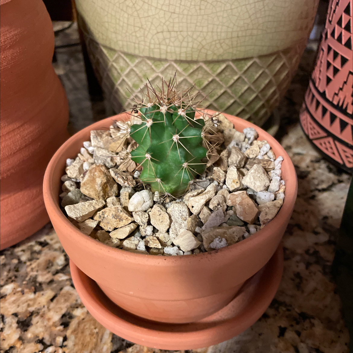 Kingcup Cactus in a terracotta pot with rocky soil, surrounded by other pots.