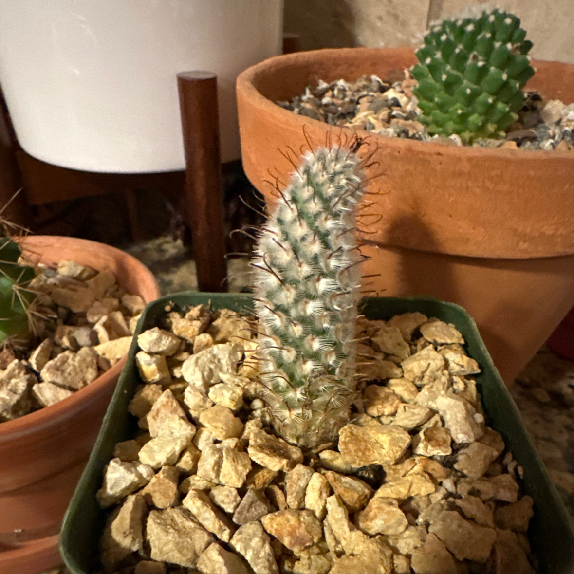 Photo of the plant species Mammillaria perezdelarosae by @PoetSapote named Eva on Greg, the plant care app