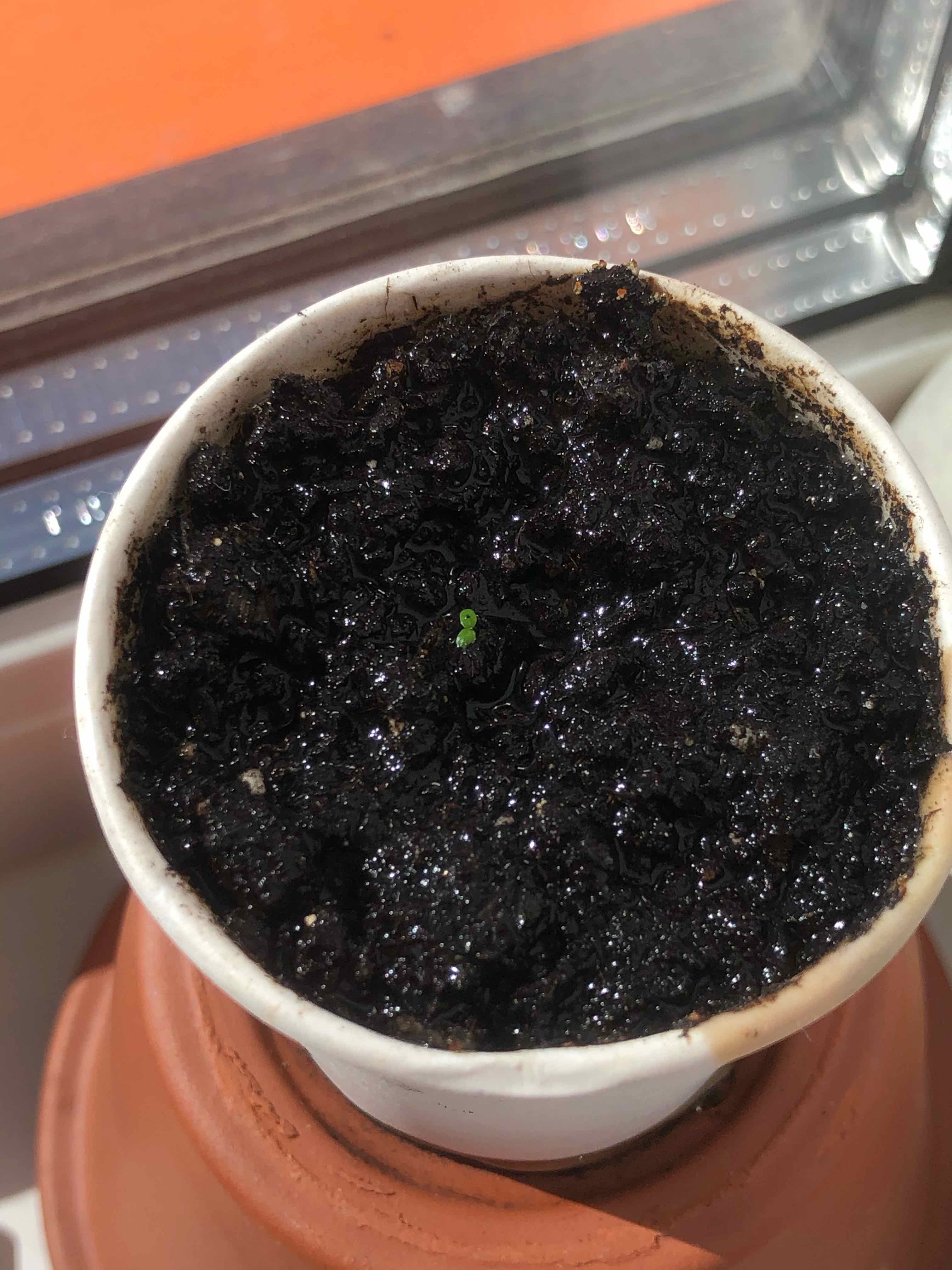 Pomegranate seedling emerging from dark, moist soil in a white container.